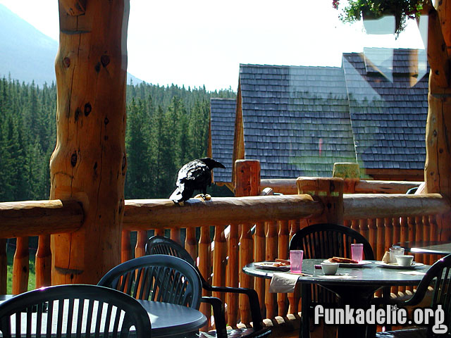 Huge crow inside the Lodge of the Ten Peaks