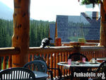 Huge crow inside the Lodge of the Ten Peaks