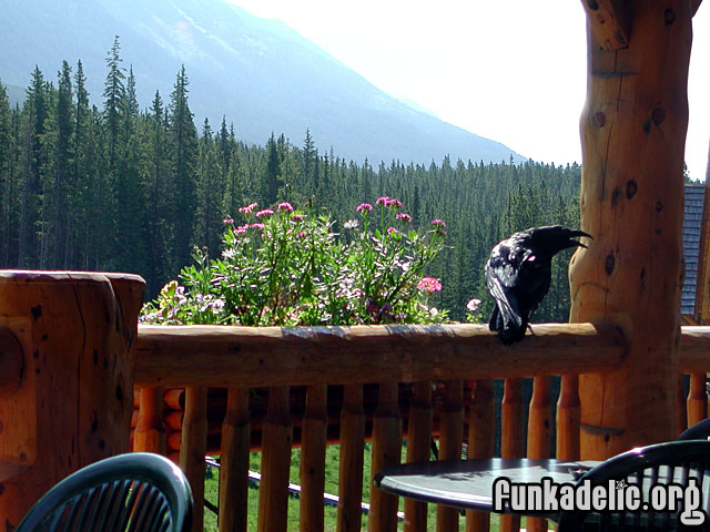 Huge crow inside the Lodge of the Ten Peaks